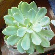 宝石花