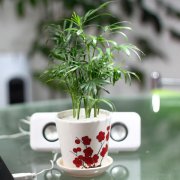 袖珍椰子
