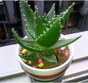 不夜城芦荟