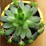 观音莲