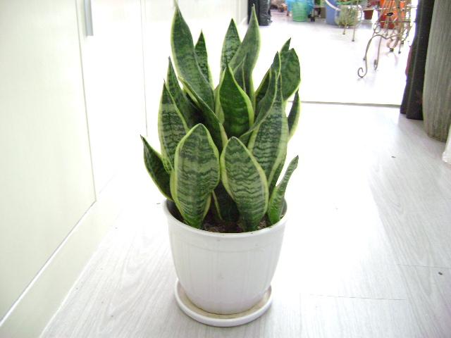 虎尾兰