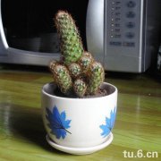 手指仙人球