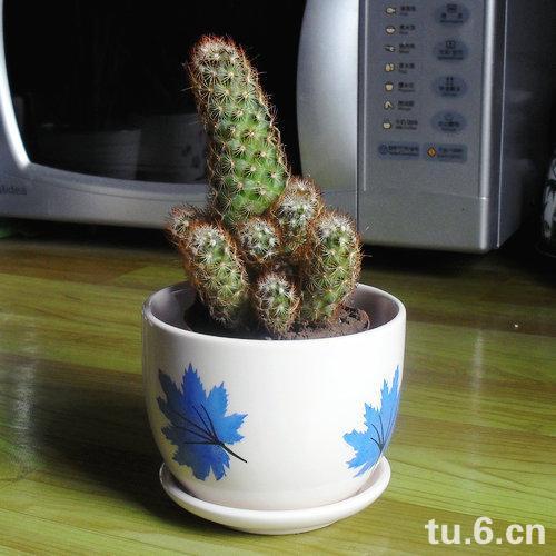 手指仙人球