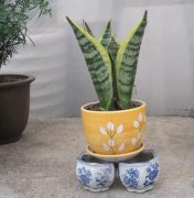 小虎皮兰