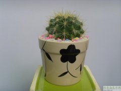小金虎