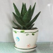 植物