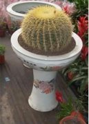 大金虎