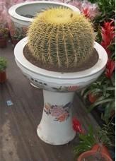 大金虎