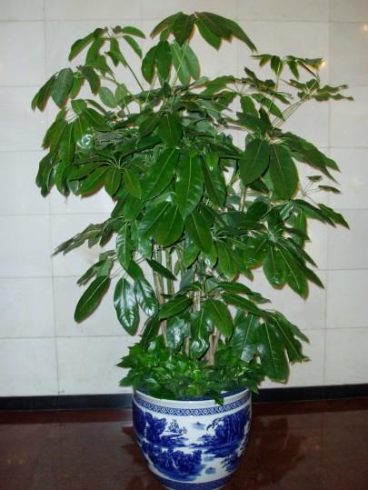 大叶伞