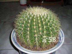 金虎
