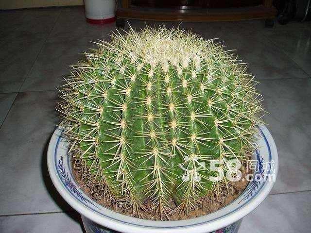 金虎