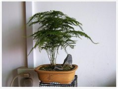文竹