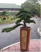 五针松盆景