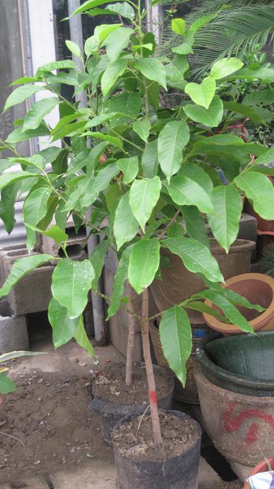 白兰花