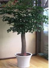 单杆大幸福树