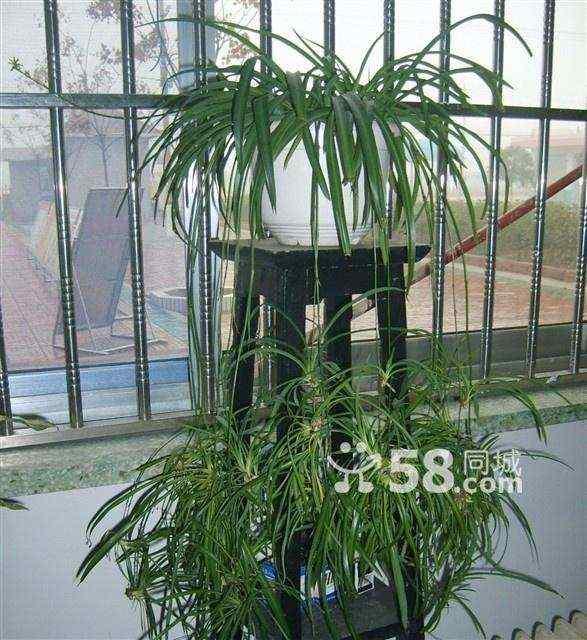 多年生吊兰