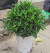 非洲茉莉