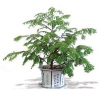 红豆杉