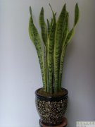 虎皮兰