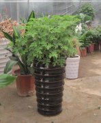 驱蚊香草