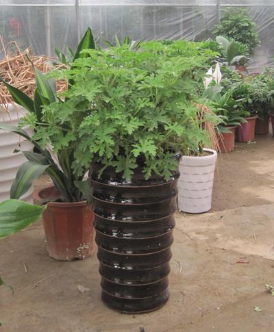 驱蚊香草