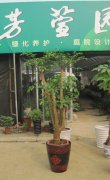 四叉幸福树