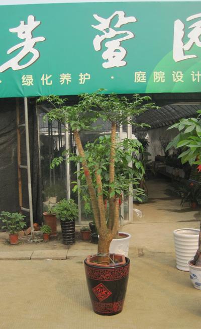 四叉幸福树