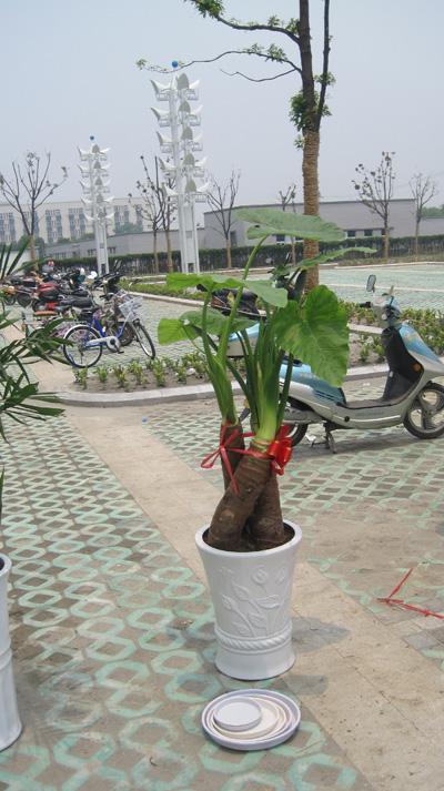 特大滴水观音