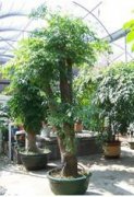 特大幸福树