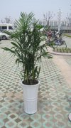 夏威夷椰子