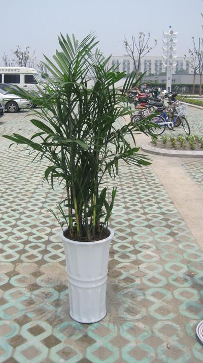 夏威夷椰子