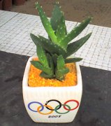 不夜城芦荟