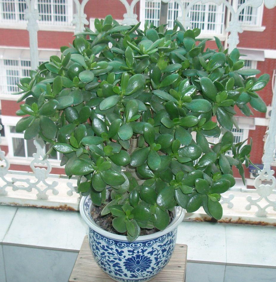 玉树