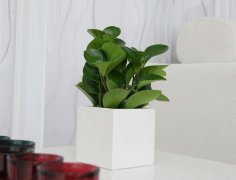 精品碧玉