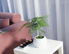 精品小文竹