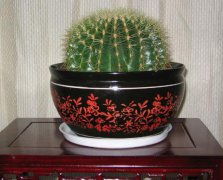 精装金虎
