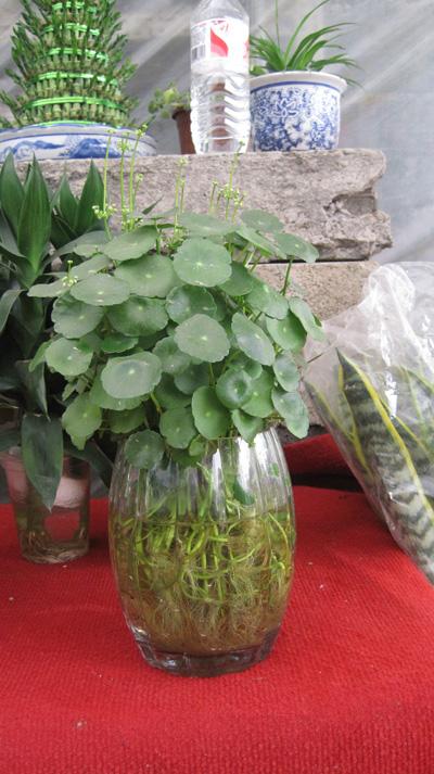 水培铜钱草