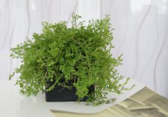 吸毒草