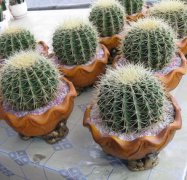 小金虎