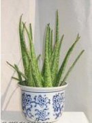 中国芦荟