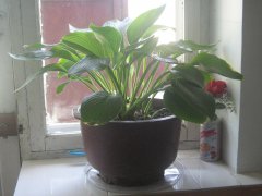  玉簪花