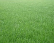 草坪-高羊茅