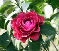 茶花
