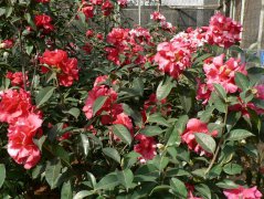 茶花