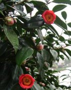 茶花