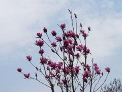 紫玉兰