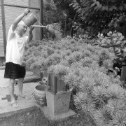 苏州老人痴迷园艺40多年 家庭小院成盆景园